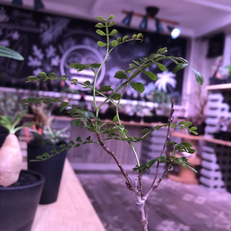 opercullicarya   packypus  littmon  seed🌱 《4年半株》枝振り装い良き1株‼︎※mad black  bowl  pot植え！リクエスト追加補填 1株