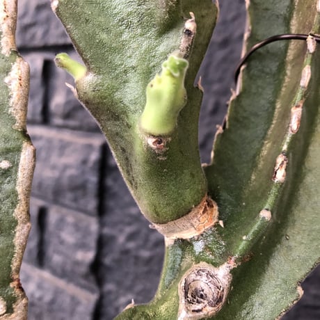 stapelia《M  size》
