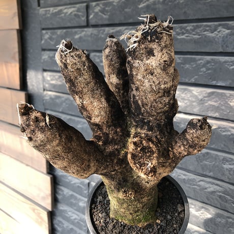 xerophyta trichophylla《S size》※現地球発根後店主国内管理2年株※驚愕強靭株※太く良枝振りな一株※mad black pot植え