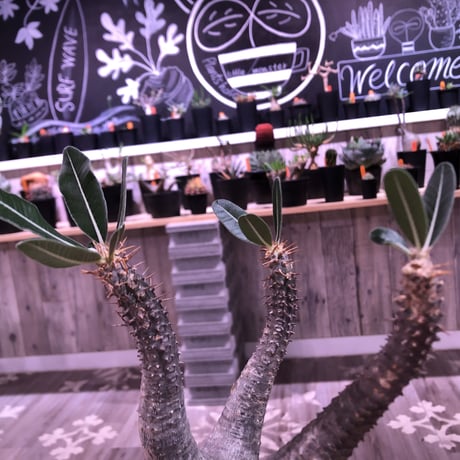 packypodium    cactipes《M size》発根済み株