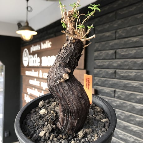 mestoklema tuberosum《大きめM size》※現地球発根後店主国内管理5年株※味深き表皮にバランス良く絶妙な捻くれ樹形の冬動く希少灌木※mad black pot植え