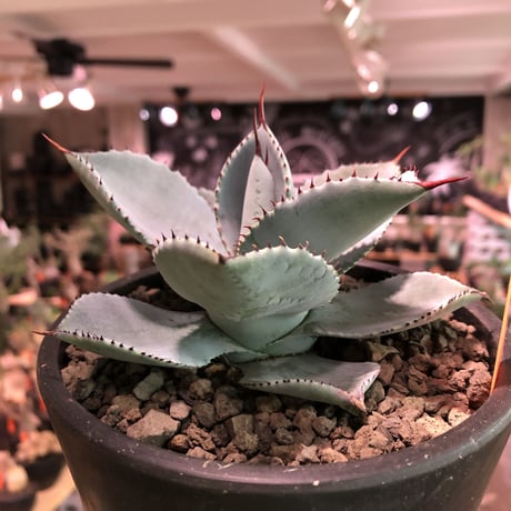 agave  pygmaea  dragon toes《M  size》※発根済株※店主国内管理2年株※良きcolor良きサイズ感‼︎極美オススメ株※mad black pot植え※限定2株