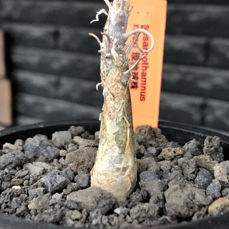 sesamothamnus rivae《大きめS size》※現地球株発根済※小振り現地球株は逆に珍しく小さくても味深さ強き表皮のメクれが堪らない一株※mad black pot植え