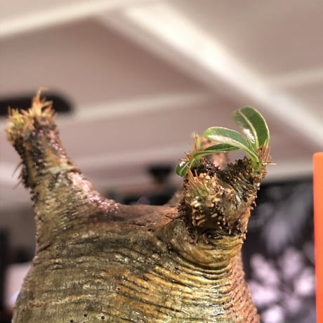 pachypodium  gracilius《大きめS size》※現地球発根済株※店主国内管理2年株※横筋強きwild肌質にぼってり短枝の樹形balance良き一株※mad black pot植え