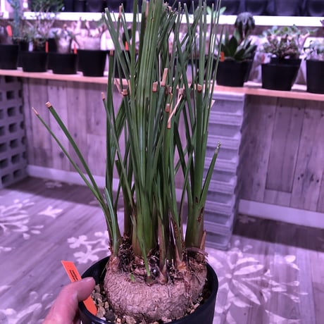calibanus   hookeri《M size》希少・極美株  ※地植え可能なフーケリー