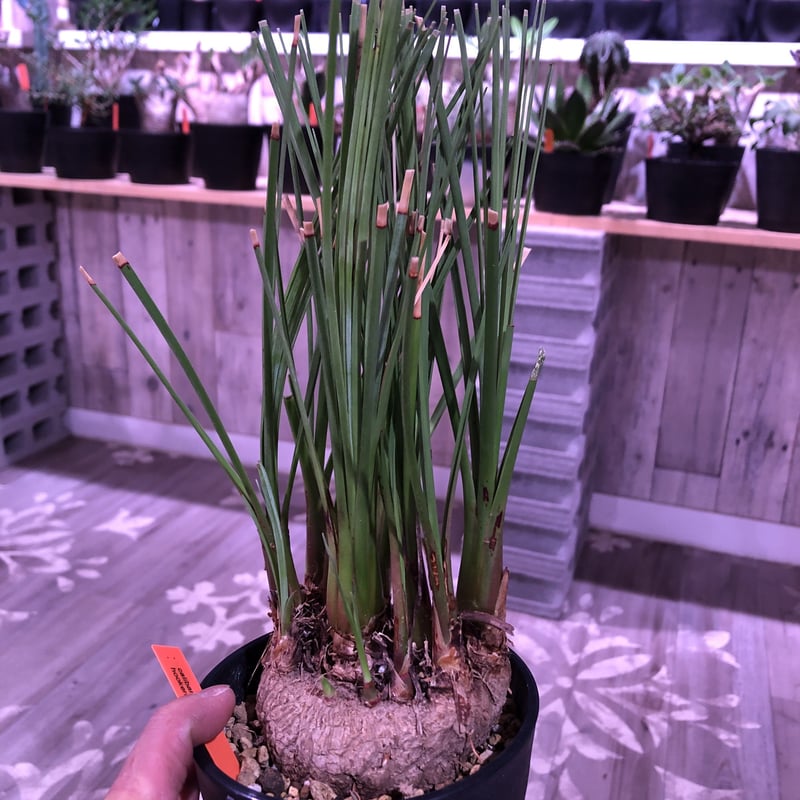 専用出品 セット、特割 カリバナス フーケリー calibanus hookeri《M size》希少・極美株 ※地植え可能なフーケリー