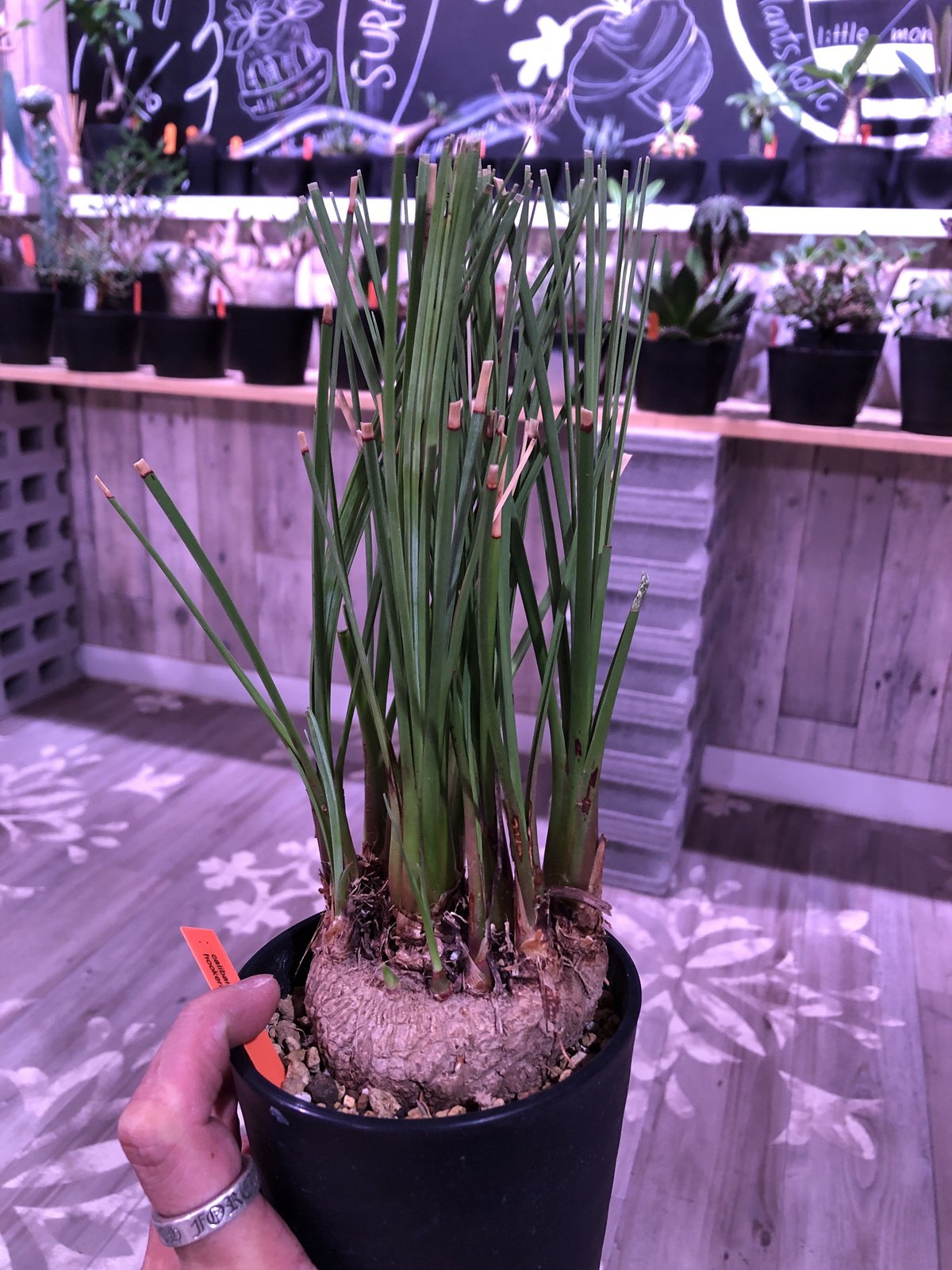 calibanus hookeri《M size》希少・極美株 ※地植え可能なフーケリー