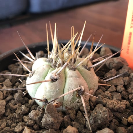 copiapoa   cinerea  長刺白棘黒王丸《小さめM size》激希少‼︎※現地球株カキ仔自根株‼︎※mad black bowl pot植え