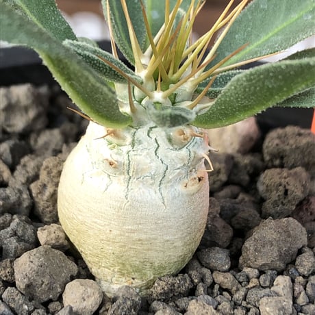 pachypodium  namaquanum 光堂《S size》littmon seed🌱※希少‼︎威勢よく葉も展開中‼︎しっかり育てたかわいい奴※mad black pot植え