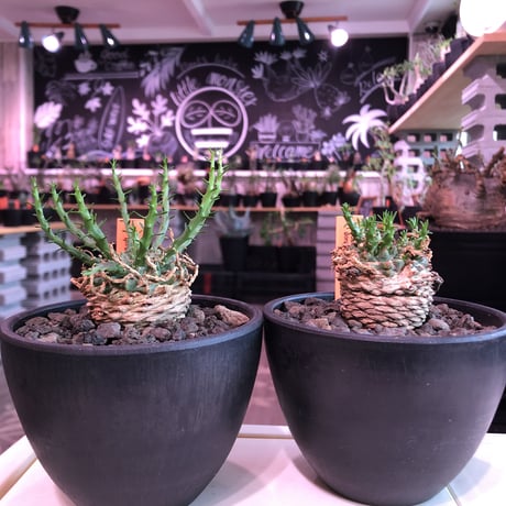 euphorbia gorgonis《M size》※人気🐙タコものユーフォルビア‼︎綺麗な多肉質の葉と塊根部分の木質化が魅力‼︎※mad  black bowl pot植え　※限定2株