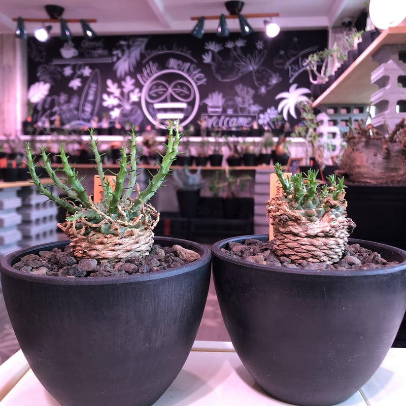 大株】【圧巻】ユーフォルビアゴルゴニス実生 黒ポット付き