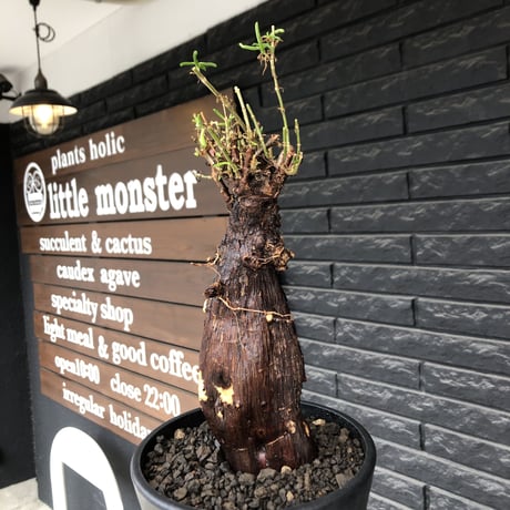 mestoklema tuberosum《L size》※現地球発根後店主国内管理5年株※味深き朽ちくによるメクれ&赤肌強き極太株元‼︎冬季も動く唯一無二な希少灌木※mad black pot植え