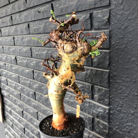commiphora eminii《LL size》※現地球発根後店主国内管理6年株※極太幹を持つ激wildな出立ちが堪らない‼︎※mad black tall pot植え
