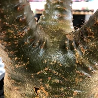 pachypodium gracilius《L size》※現地球株発根済※大きめで全方位A面な樹形バランス＆枝振りも抜群なgreen肌‼︎※black bowl pot植え