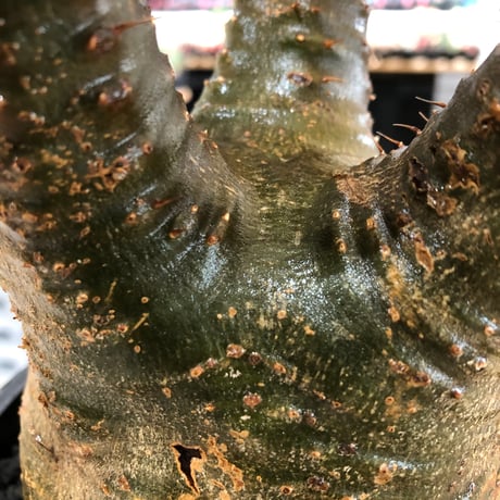 pachypodium gracilius《L size》※現地球株発根済※大きめで全方位A面