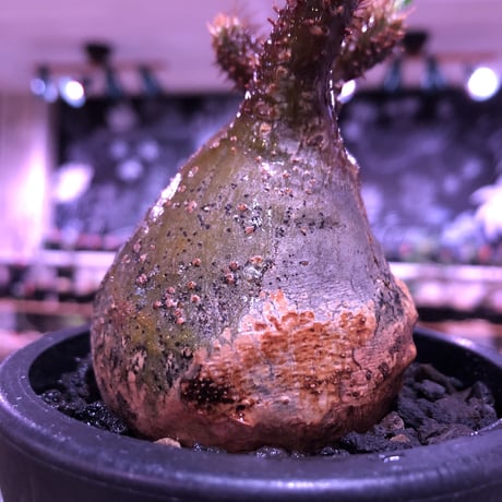 pachypodium gracilius《大きめS size》希少ニ頭枝green肌 ※現地球発根済株※店主国内管理2年株※球体&A面green肌B面現地焼け肌※mad black pot植え
