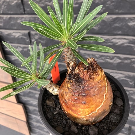 pachypodium gracilius《大きめM size》※現地球株発根済※成長点潰れ&ワイルド現地焼け肌‼︎子孫繁栄意識高く胴吹き枝の装いが堪らない良樹形※mad black pot植え