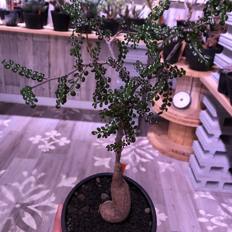 opercullicarya   decaryi  littmon  seed🌱  《5年株》mad  black  pot植え （限定1株）※当店実生デカリー最高株元size‼︎