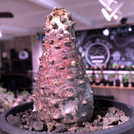 euphorbia   pachypodioides《大きめM size 》※ボコボコ肌＆個体差の赤肌ぼってり樹形‼︎葉の表がグリーンで葉裏色と紫花な魅力的‼︎※mad black pot植え