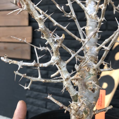 commiphora  simplicifolia《M size》シルバーの枝と棘‼︎