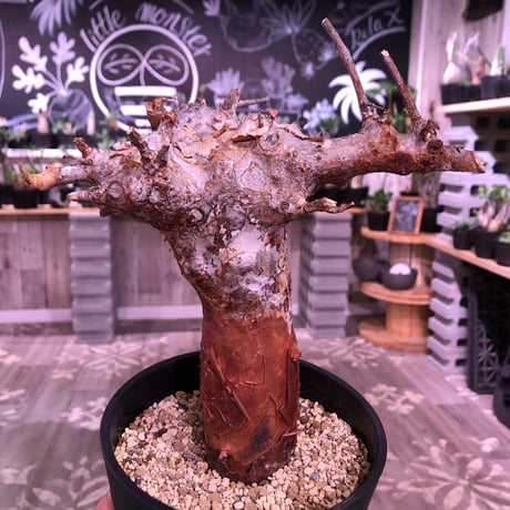 commiphora   orbicularis《 M  size》発根済み株！剪定済み‼︎※balance良きコミフォラ希少種‼︎赤肌オルビクラリス‼︎※激オススメ株‼︎※限定2株‼︎