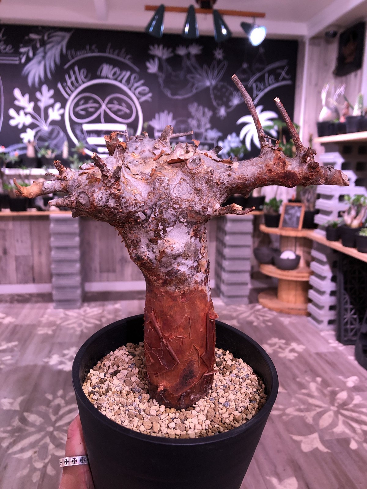 塊根植物 Commiphora orbicularis 6 発根済 commiphora orbicularis コミフォラ オルビクラリス – KOMO
