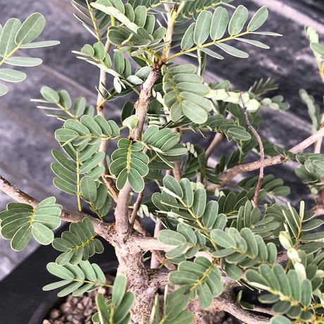 senna  meridionalis《 L size》※現地球発根済株※幹の色が濃くweightがlow仕立てによりコンパクトに纏まった大きめセンナ※mad black bowl pot植え