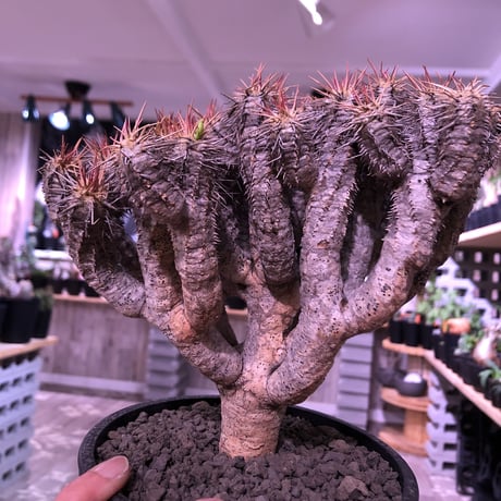 euphorbia    guillauminiana《L  size》※現地球発根済株※幹は太め枝数多きwildギラウミ‼︎balanceも良き美株‼︎※mad black pot植え