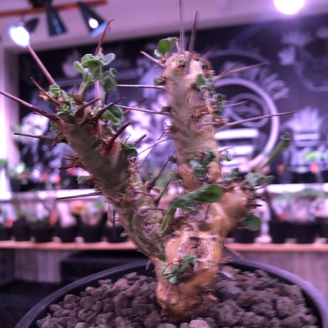 sarcocaulon crassicaule《  M  size》※現地球発根済株※店主国内管理3年株※赤強刺に縮れた葉と白花のギャップ萌えするwildな一株※mad black pot植え