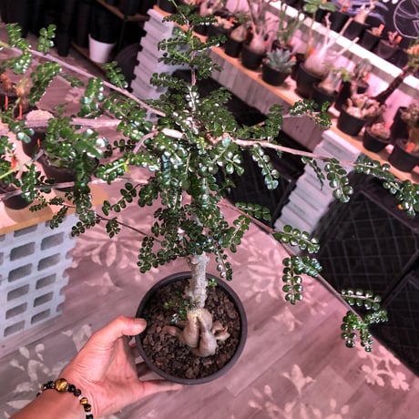 opercullicarya   decaryi  littmon  seed🌱《7年株》※長きに渡り育て管理、幹のボコボコ強きパワータンクもゴツいオススメ株※mad  black  pot植え