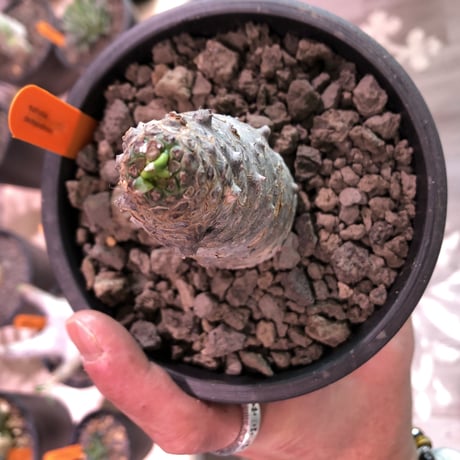 euphorbia    packypodioides  （店主 オススメ株）