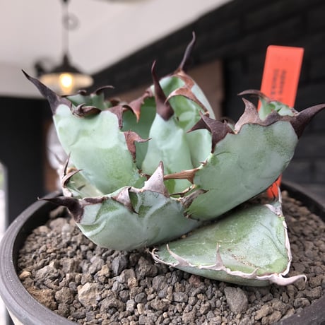 agave titanota black&blue 強棘《M size》選抜株※現地球株発根済※極めて纏まり締まり良き厳つさが堪らないワイルド株※mad black pot植え