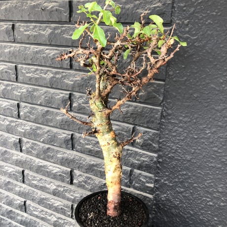 commiphora eminii《大きめLL size》※現地球発根後店主国内管理4年株※幹枝共太く‼︎大きくwildな全貌‼︎棘感&枝振り堪らない佇まい※mad black bowl pot植え