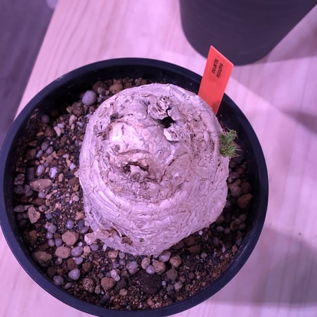 euphorbia     squarrosa《 L size》※希少size‼︎