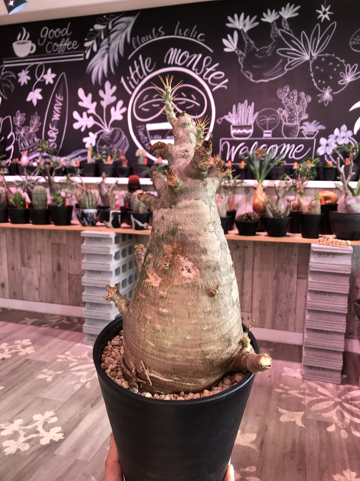 牛骨頭部　オレンジ肌　パキポディウム　サウンデルシー　サンデルシー　現地球発根済 牛骨頭部 オレンジ肌 パキポディウム サウンデルシー サンデル