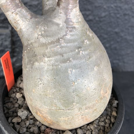 packypodium  gracilius《L  size》※現地球発根済み株‼︎※大変短枝でっぷり樹形でぼってり大きなbalance良きグラキ※mad black bowl pot植え