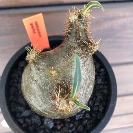 pachypodium gracilius《大きめS size》希少‼︎green肌※現地球発根済株※店主国内管理2年株※weight低き捻くれぼってり樹形が堪らない※mad black pot植え