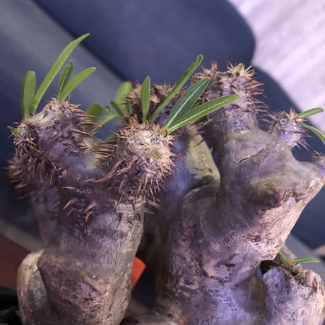 packypodium brevicalyx《M size》正真正銘W-head🌵🌵※発根済み株  littmon激オススメ株‼︎   ※mad  black  pot植え