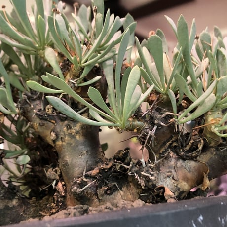 othonna   euphorbioides《L size》black肌※三分頭な最高balance株‼︎ウェイトが下にある堪らない樹形※mad black marble bowl pot植え