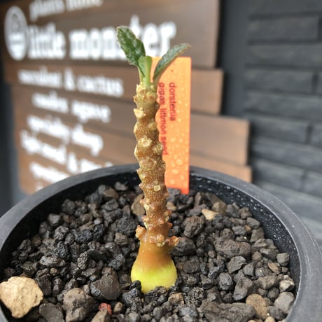希少‼︎ dorstenia   gigas《大きめS size》littmon  seed🌱（実生株）※今季成長&枝振りに期待できる将来有望人気者ギガス※mad black pot植え