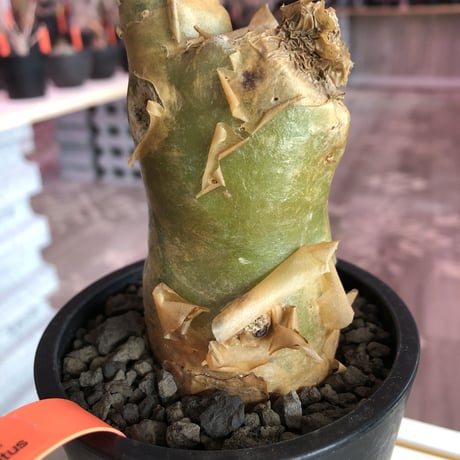 tylecodon  paniculatus《M size》※一番大きく成長する2種類のパニクラーツス‼︎※mad black pot植え　※限定２株