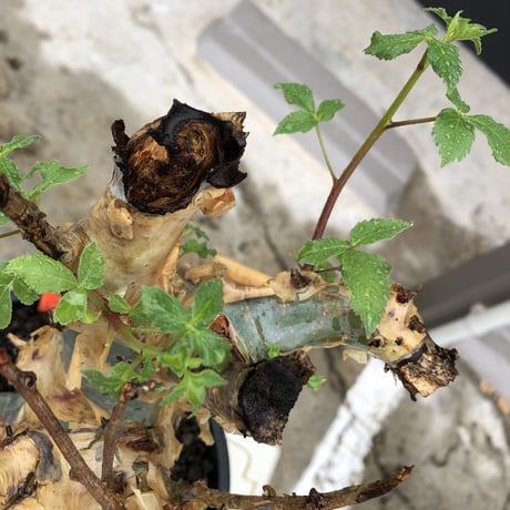 commiphora  holtziana《LL size》驚愕‼︎極太株※現地球発根後店主国内管理3年株※灌木が故の渋さ佇まいが堪らない渾身の極太wild株※mad black bowl pot植え
