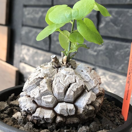 dioscorea elephantipes アフリカ亀甲竜《M size》※現地球発根後店主国内管理5年株※美しすぎる特化した白肌に彫深き立体樹形が堪らない※mad black pot植え