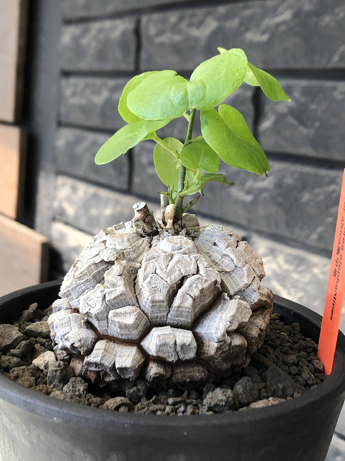 塊根植物 コーデックス ディオスコレア エレファンティペス アフリカ