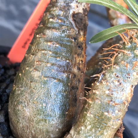 pachypodium gracilius《S size》希少green&赤肌&3-he'd株※現地球発根後店主国内管理3年株※男らしいwildな出立ち※mad black bowl pot植え