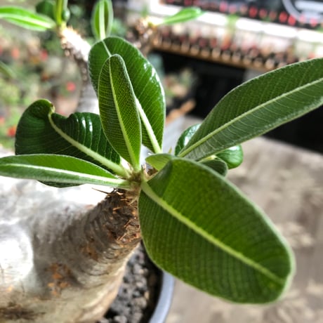 pachypodium enigmaticum《L size》※現地球株発根済※ワイルドな極太枝を持ち良樹形バランスの美しい一株‼︎（white肌）※black bowl pot植え
