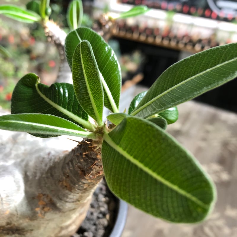 pachypodium enigmaticum《L size》※現地球株発根済※ワイルドな極太