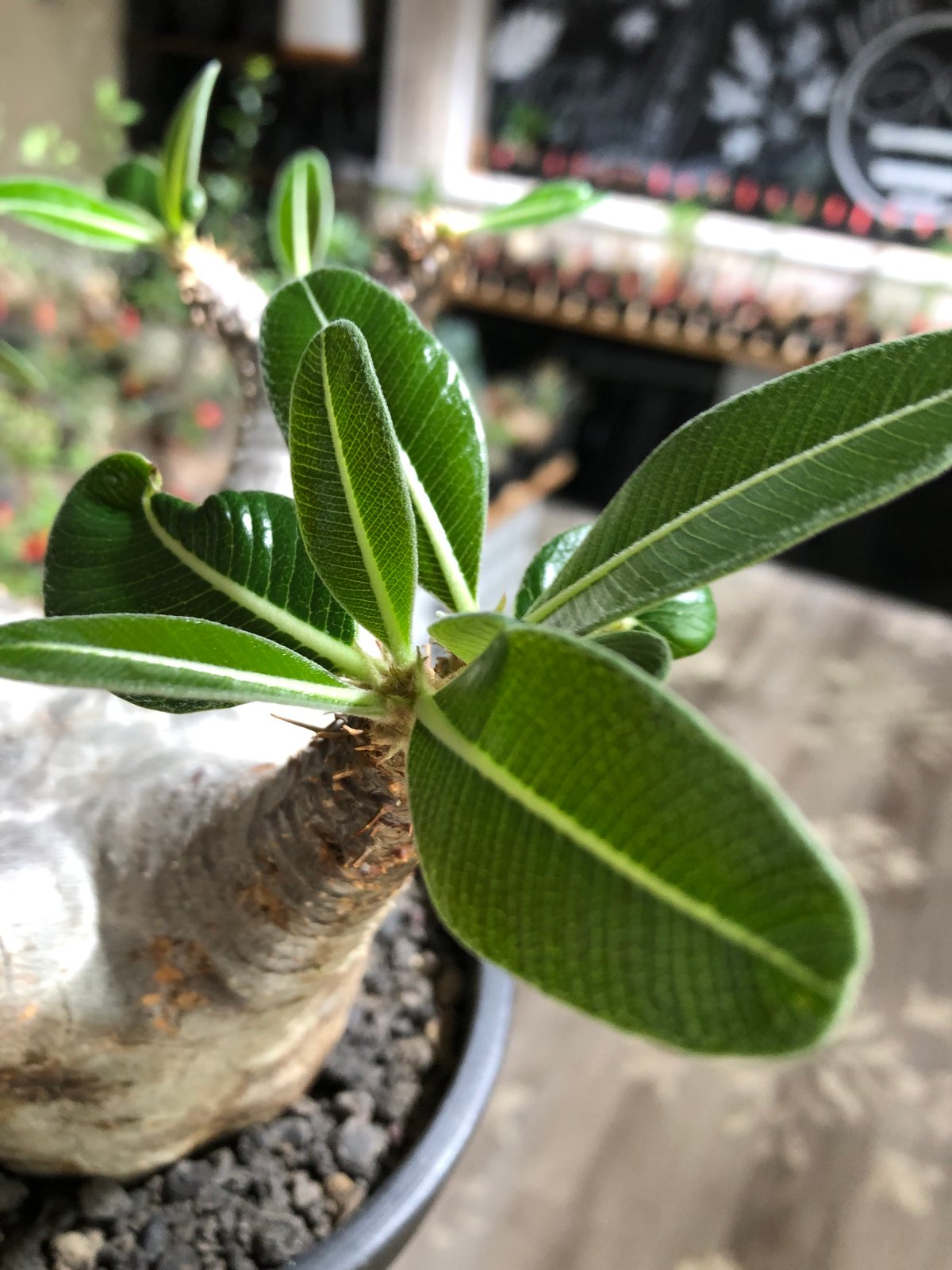 pachypodium enigmaticum《L size》※現地球株発根済※ワイルドな極太