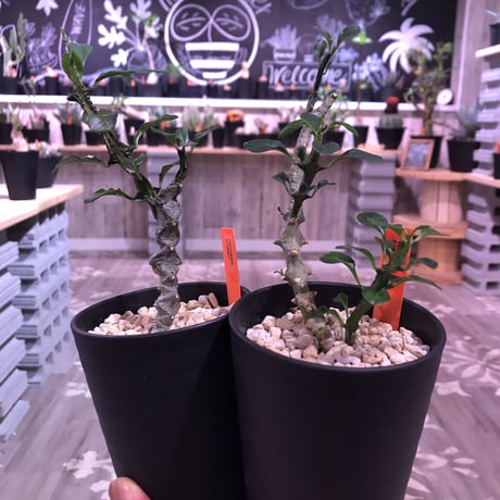 ceropegia  bosseri《M size》