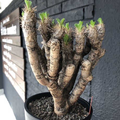 euphorbia    guillauminiana《L  size》躍動感激しいギラウミ  ※店主管理国内４年株